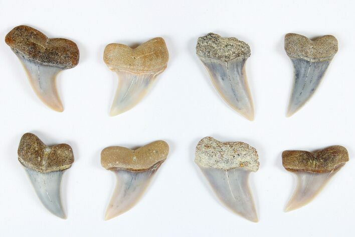 1 to 1 1/4" Fossil Shark Teeth (Carcharodon planus) - Bakersfield, CA - Photo 1